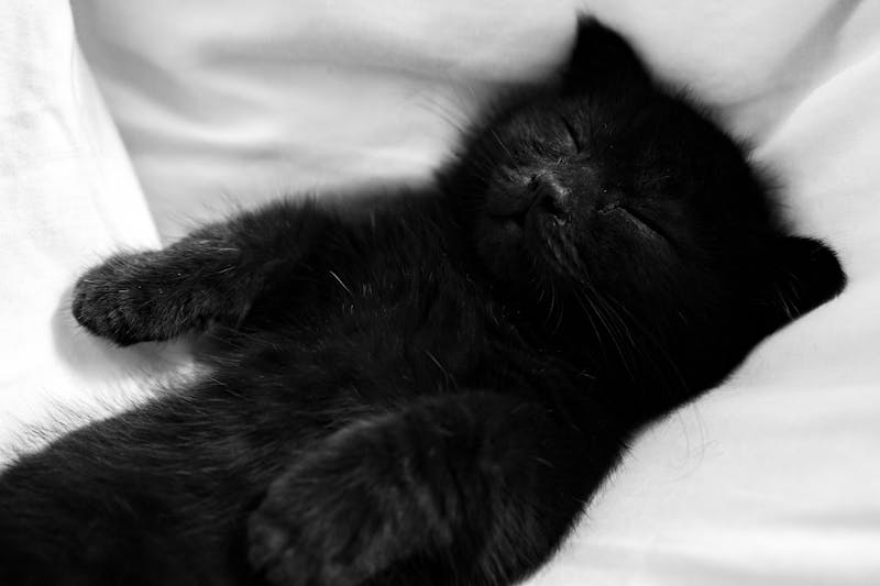 pexels-khangnht98-9384329 cuki kiscica